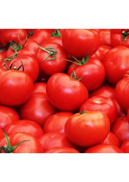 Florida Domates Tohumu Geleneksel Floridade Tomato indirimleri