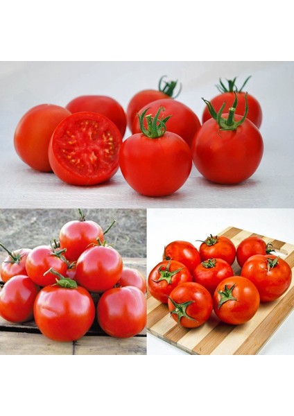 Manitoba Domates Tohumu Saksılık Iri Boy Geleneksel Manitoba Tomato fiyatları