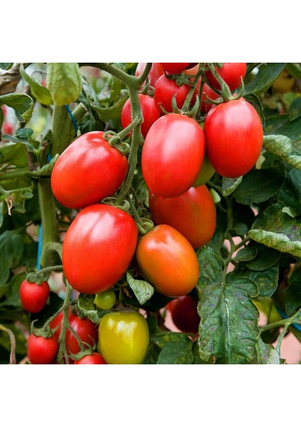 Roma Domates Tohumu Geleneksel Rome Tomato Heirloom Seeds