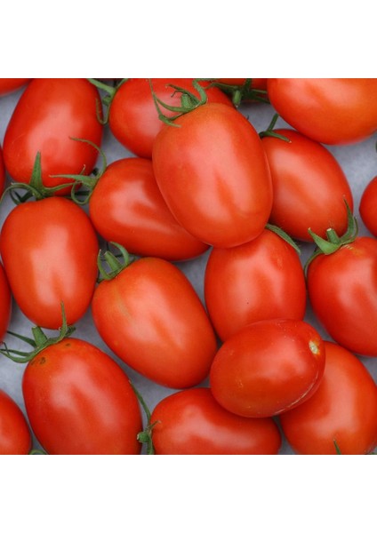 Roma Domates Tohumu Geleneksel Rome Tomato Heirloom Seeds