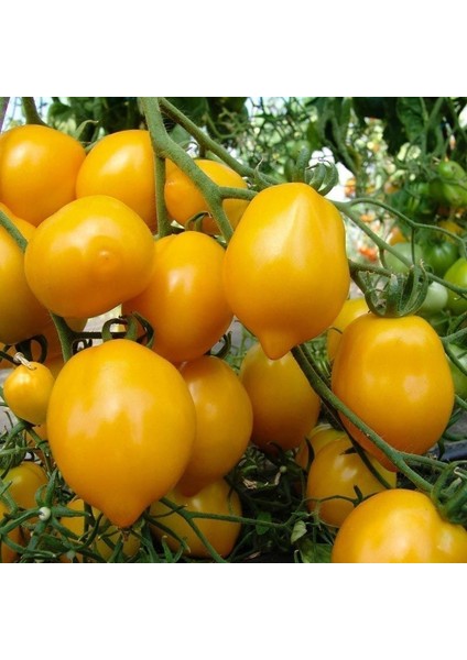 Sarı Limon Domates Tohumu Geleneksel Heirloom Plum Lemon Tomato