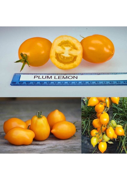 Sarı Limon Domates Tohumu Geleneksel Heirloom Plum Lemon Tomato indirimleri