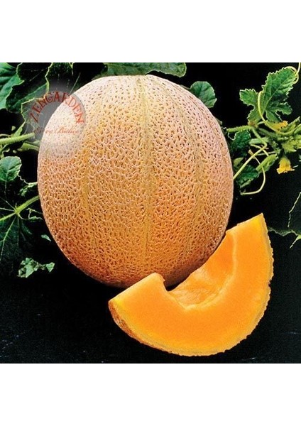 Dev Kavun Tohumu Geleneksel Melon Best Jumbo Hales