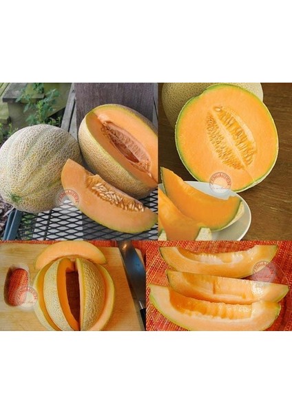 Dev Kavun Tohumu Geleneksel Melon Best Jumbo Hales