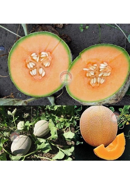 Dev Kavun Tohumu Geleneksel Melon Best Jumbo Hales