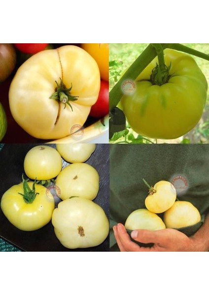 Beyaz Söğüşlük Domates Tohumu Geleneksel White Wonder Tomato Seeds fiyatları