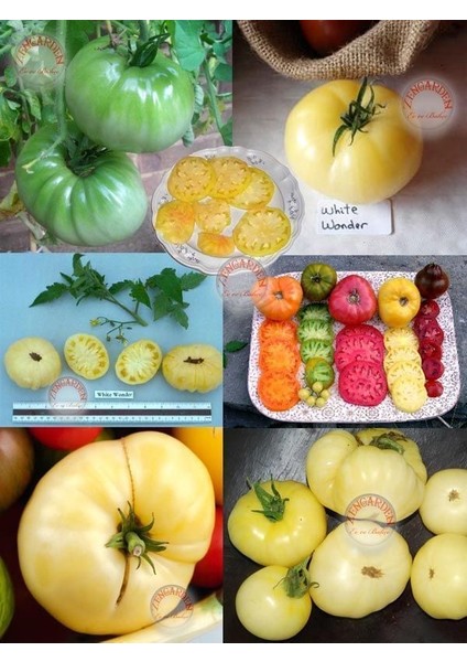 Beyaz Söğüşlük Domates Tohumu Geleneksel White Wonder Tomato Seeds modelleri