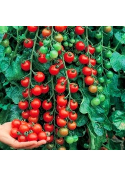Ciliegia Salkım Domates Tohumu Geleneksel Kiraz Tipi Ciliegia Tomato Seeds