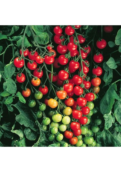 Ciliegia Salkım Domates Tohumu Geleneksel Kiraz Tipi Ciliegia Tomato Seeds modelleri