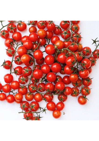 Ciliegia Salkım Domates Tohumu Geleneksel Kiraz Tipi Ciliegia Tomato Seeds indirimleri