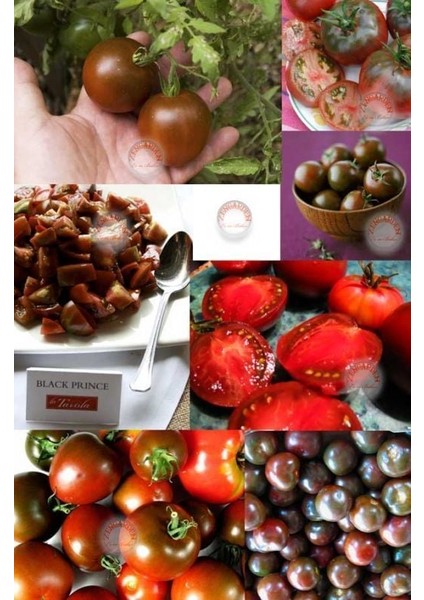 Kara Prens Domates Tohumu Geleneksel Black Prince Tomato Seeds fiyatları