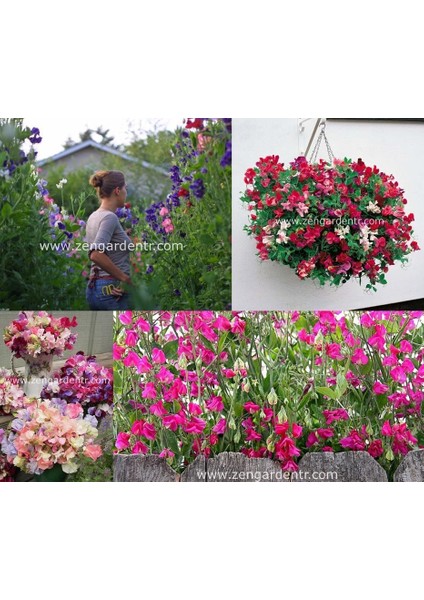 Spencer Lathyrus Odoratus Tohumu Kokulu Tatlı Bezelye Sarmaşık Sweetpea modelleri