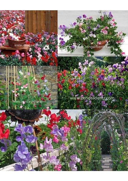Spencer Lathyrus Odoratus Tohumu Kokulu Tatlı Bezelye Sarmaşık Sweetpea fırsatları