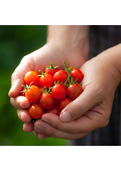 Geleneksel Mini Çeri Domates Tohumu Small Red Cherry