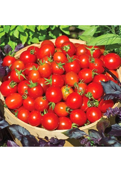 Geleneksel Mini Çeri Domates Tohumu Small Red Cherry modelleri