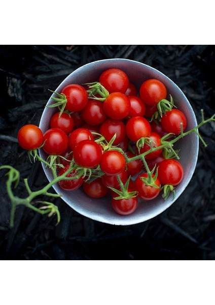 Geleneksel Mini Çeri Domates Tohumu Small Red Cherry fırsatları