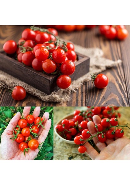 Geleneksel Mini Çeri Domates Tohumu Small Red Cherry indirimleri