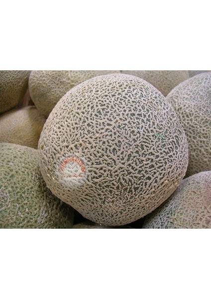 Top Kavun Tohumu Cantaloupe Melon Top Mark