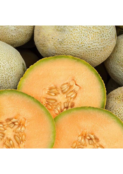 Top Kavun Tohumu Cantaloupe Melon Top Mark