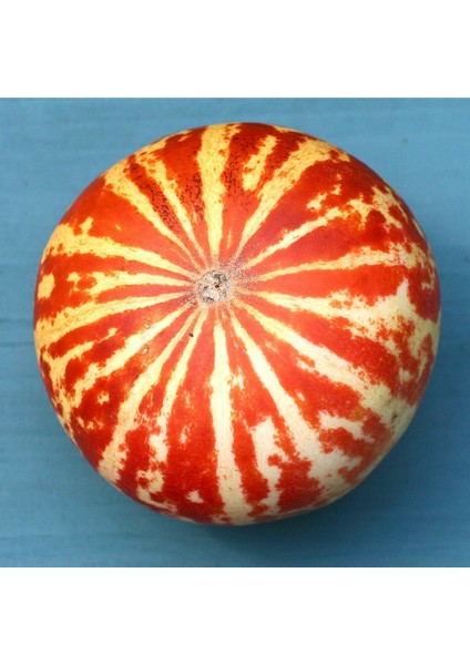 Kokulu Süs Kavunu Tohumu Tigger Melon Seeds modelleri