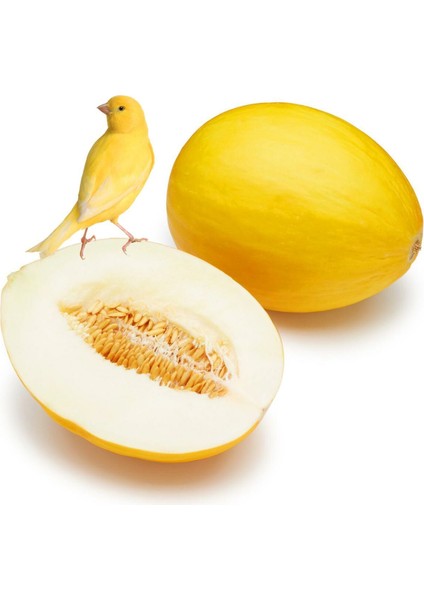 Sarı Kavun Tohumu Geleneksel Canary Melon Seeds Heirloom