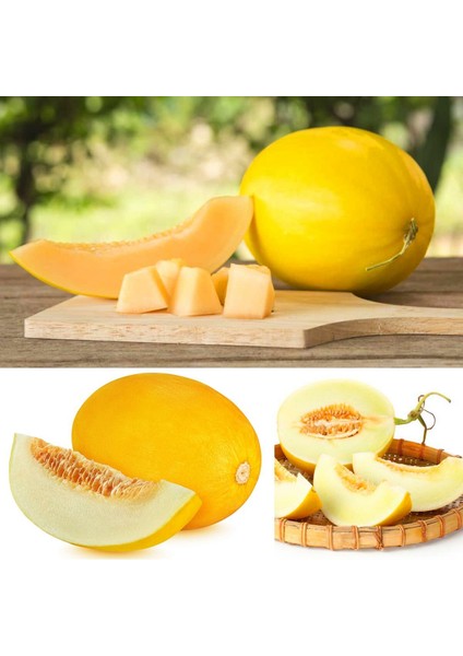Sarı Kavun Tohumu Geleneksel Canary Melon Seeds Heirloom fırsatları