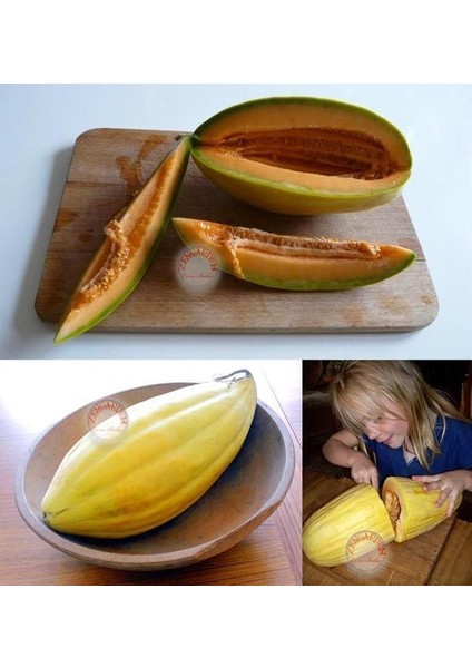 Muz Kavun Tohumu Melon Banana Seeds fiyatları