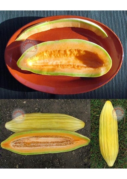 Muz Kavun Tohumu Melon Banana Seeds modelleri