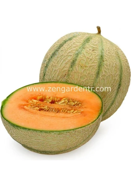 Şekerküpü Kavun Tohumu Geleneksel Honey Rock Melon Seeds