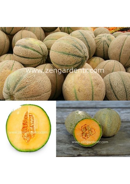 Şekerküpü Kavun Tohumu Geleneksel Honey Rock Melon Seeds