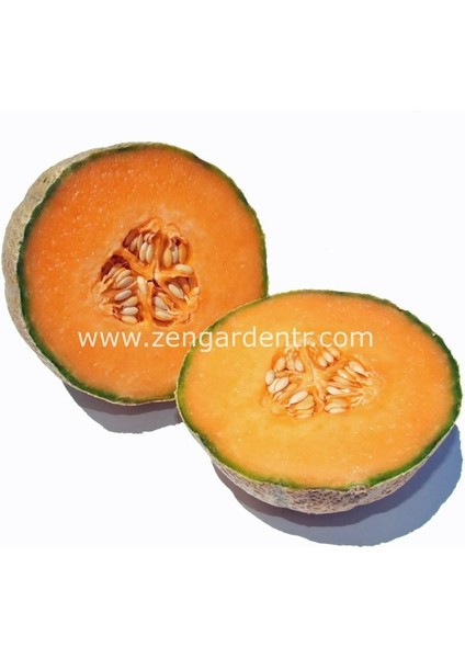 Şekerküpü Kavun Tohumu Geleneksel Honey Rock Melon Seeds