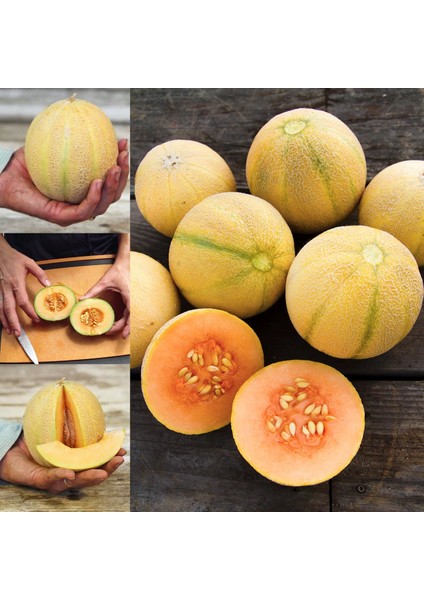 Minyatür Minesota Kavun Tohumu Geleneksel Minnesota Midget Melon Heirloom Seeds