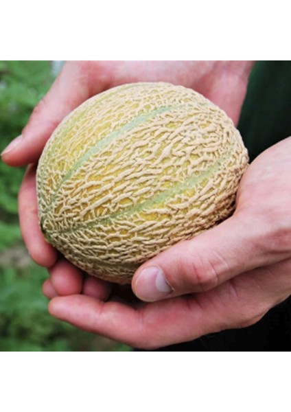 Minyatür Minesota Kavun Tohumu Geleneksel Minnesota Midget Melon Heirloom Seeds