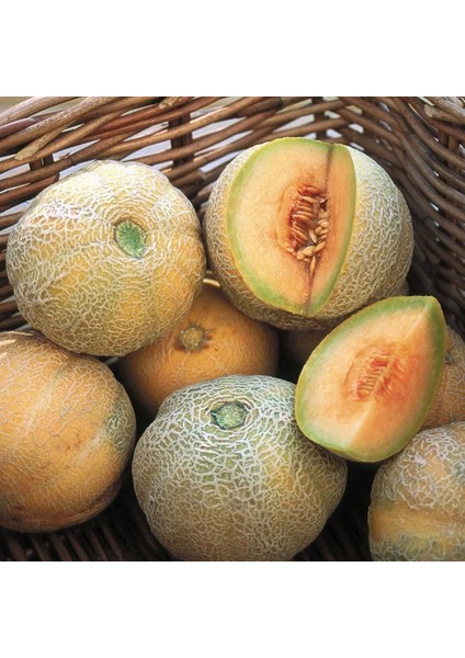 Minyatür Minesota Kavun Tohumu Geleneksel Minnesota Midget Melon Heirloom Seeds