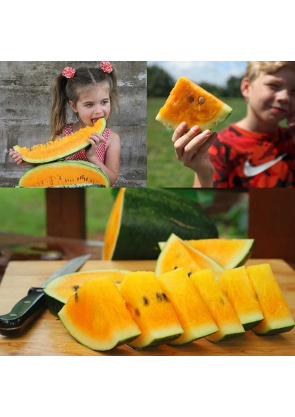 Orangeglo Karpuz Tohumu Portakal Karpuzu modelleri