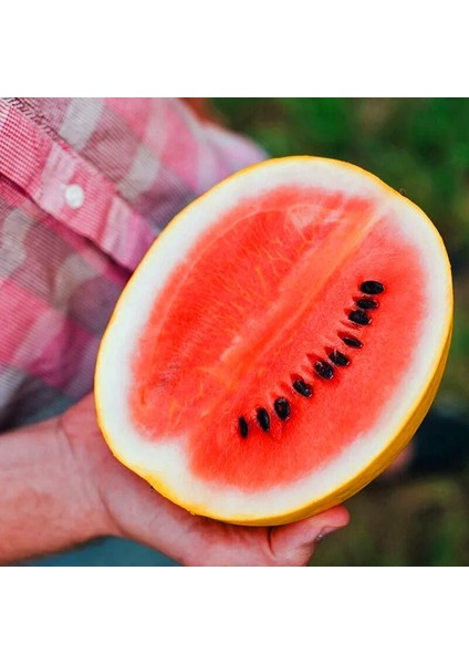 Minyatür Altın Karpuz Tohumu Geleneksel Golden Midget Watermelon