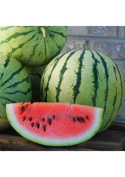 Erkenci Karpuz Tohumu Geleneksel Watermelon Dixie Queen