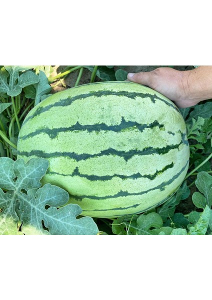 Erkenci Karpuz Tohumu Geleneksel Watermelon Dixie Queen