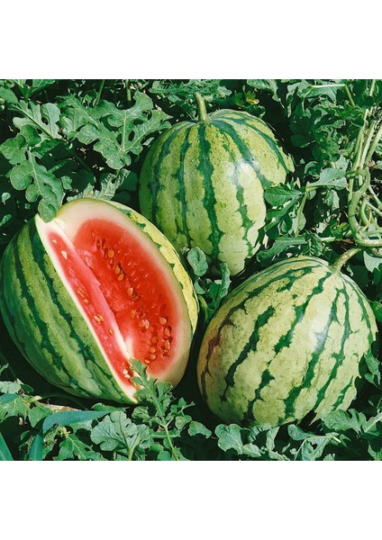 Erkenci Karpuz Tohumu Geleneksel Watermelon Dixie Queen