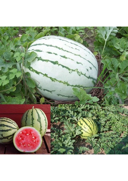 Erkenci Karpuz Tohumu Geleneksel Watermelon Dixie Queen