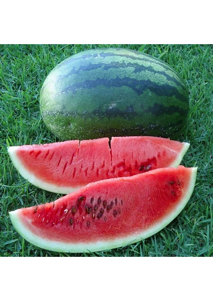 Kongo Karpuz Tohumu En Tatlı Karpuz Congo Watermelon Seeds