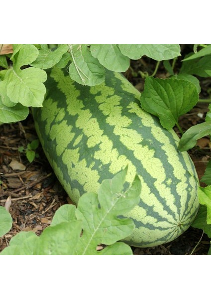 Kongo Karpuz Tohumu En Tatlı Karpuz Congo Watermelon Seeds