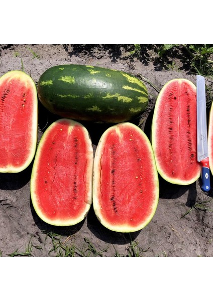 All Sweet Karpuz Tohumu Geleneksel All Sweet Heirloom Watermelon Seeds