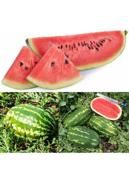 All Sweet Karpuz Tohumu Geleneksel All Sweet Heirloom Watermelon Seeds