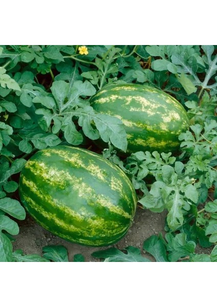 All Sweet Karpuz Tohumu Geleneksel All Sweet Heirloom Watermelon Seeds