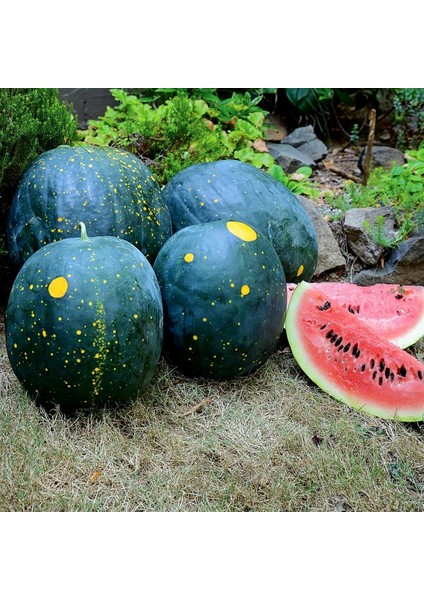 Moon And Stars Karpuz Tohumu Geleneksel Heirloom Watermelon Seeds