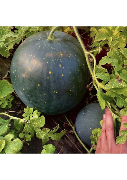 Moon And Stars Karpuz Tohumu Geleneksel Heirloom Watermelon Seeds