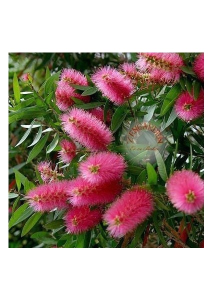 Eflatun Kalistemon Tohumu Fırça Çalısı Callistemon Violaceus