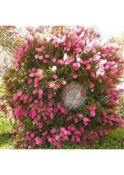 Eflatun Kalistemon Tohumu Fırça Çalısı Callistemon Violaceus