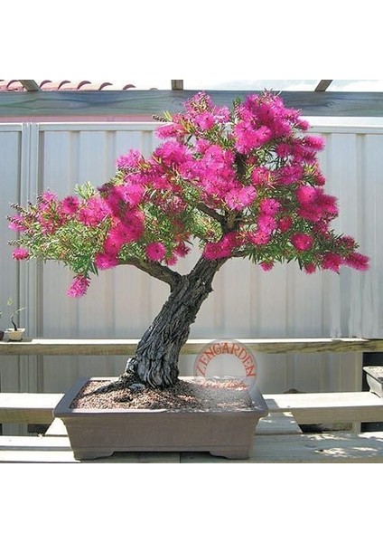 Eflatun Kalistemon Tohumu Fırça Çalısı Callistemon Violaceus